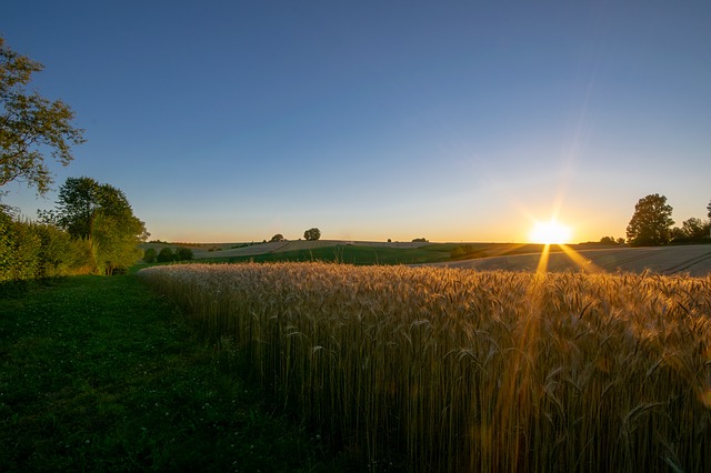 pšeničné pole.jpg